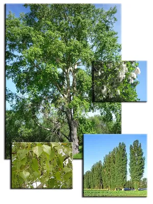 Бесплатное изображение: дерево, Тополь, время весны, природа, атмосфера,  трава, пейзаж, лист, лето, дерево