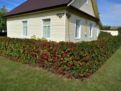 ДЕВИЧИЙ ВИНОГРАД (PARTHENOCISSUS QUINQUEFOLIA) — НКО \"NORD-NUC\"