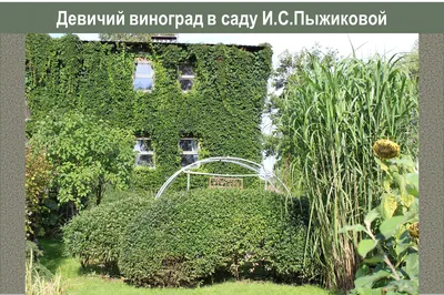 Виноград девичий купить в питомнике растений с доставкой по Волгограду и  Волгоградской области, саженцы, выращивание, посадка и уход