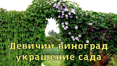 Виноград Вичи купить недорого в питомнике Заказ в сад