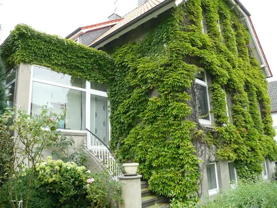 База растений «Девичий виноград 3d» для Realtime Landscaping Architect |  flokus.ru - ландшафтный дизайн