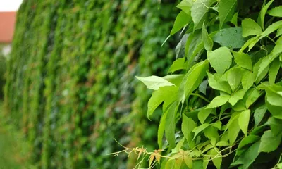 Саженцы Девичий виноград \"Parhenocissus inserta\" из питомника растений  Гринстрана купить по цене от 450 рублей | Описание, фото, доставка,  консультация — Гринстрана.ру
