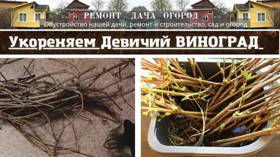 Виноград Девичий — Рассада цветов и овощей.