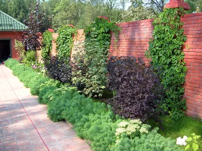 Девичий виноград Parthenocissus - купить саженцы в Москве