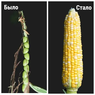 Дикой кукурузы в природе не существует. Как же она появилась у человека на  полях - ЯПлакалъ