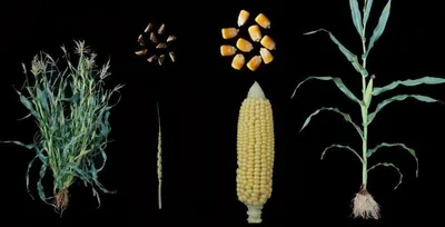 Дикий предок кукурузы теосинте 3-кратно превышает по содержанию белка  современные гибриды - Рамблер/новости