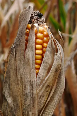 Почему кукуруза не размножается в дикой природе » 24Warez.ru - Эксклюзивные  НОВИНКИ и РЕЛИЗЫ