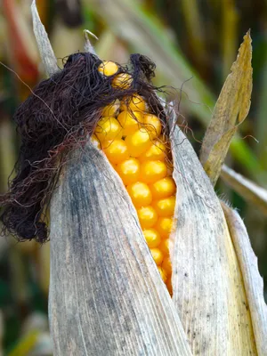 Дикая кукуруза в природе (65 фото) »