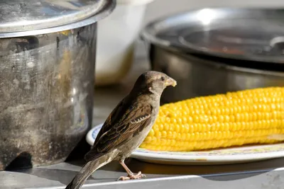 ухо дикой кукурузы в кладовке Стоковое Фото - изображение насчитывающей  поле, еда: 228367292