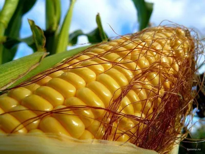 Мозговая викторина - Почему кукуруза не размножается в дикой природе? При  одомашнивании кукурузы около 5 тысяч лет назад люди вывели такие формы, у  которых созревшие зерна не опадают с початка. То же