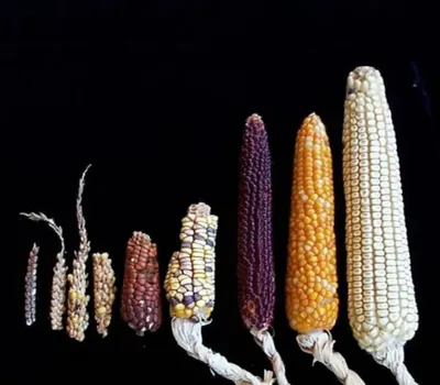 На фото: кукуруза – дикая и окультуренная | ВКонтакте