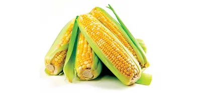 Бесплатное изображение: Кукуруза, питание, Воробей, ядро, дикие, перо,  Клюв, птица, Дикая природа, крыло