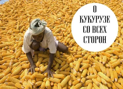 Дикая кукуруза фото фото