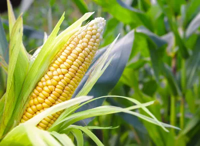 Семена кукурузы, купить кукурузу на посев - АгроМен