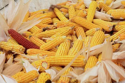 Мини-кукуруза - купить в Москве мини-кукурузу в початках по низкой цене