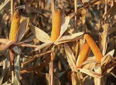 Дикой кукурузы в природе не было. Откуда же она появилась у человека? |  Популярная наука | Дзен