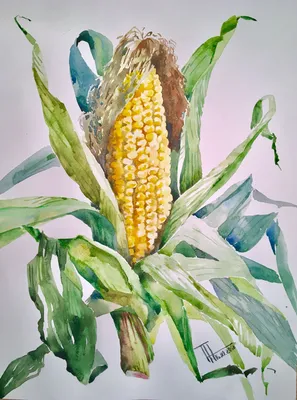 Изолированная свежая кукуруза на белом | Премиум Фото