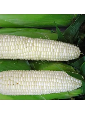 Под кукурузу Семена - Pod corn - Цена: €1.95