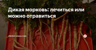 Сложный зонтик дикой моркови • Сергей Лысенков • Научная картинка дня на  «Элементах» • Ботаника