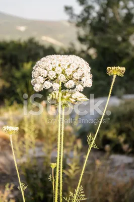 Морковь дикая (Daucus carota)