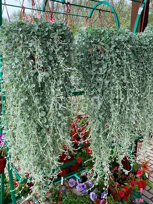 Дихондра ползучая (лат. Dichondra argentea) СЕМЕНА 20шт + подарочные семена  | AliExpress