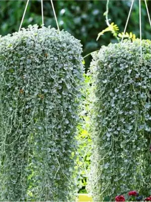 Дихондра – серебристый водопад (ФОТО) | GreenPost