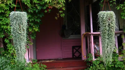 Семена дихондра СЕРЕБРИСТАЯ, 10 сем. ДАЧА ОНЛАЙН 140055004 купить за 338 ₽  в интернет-магазине Wildberries