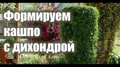 Дихондра Силвер Фэлс F1 Купить элитные семена онлайн доставка по РФ |  Гавриш шоп