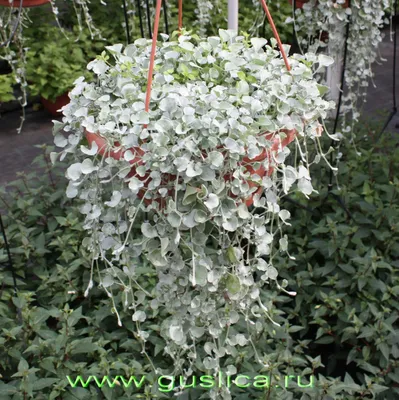 Поиск Дихондра Серебряные нити (5 шт семян) (Поиск)