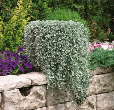 Дихондра (Dichondra) Серебряная в кашпо — Рассада цветов и овощей.