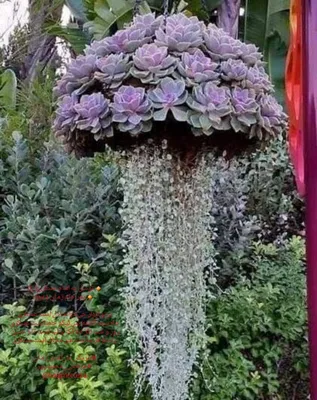 Dichondra Argentea Silver Falls, Дихондра серебряный водопад, ампельное  растение