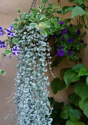 Огород и дача/ Garden and flowers. - Чудесное растение - ампельная дихондра  | Facebook