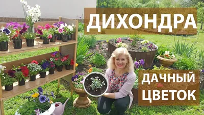 Дихондра ползучая (около 100 семян).
