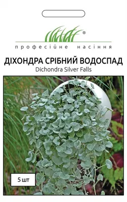 Цветы, которые нужно сеять уже сейчас – и красивые клумбы в саду летом  обеспечены | Антон - цветочник | Дзен