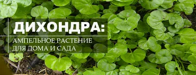 Дихондра изумрудный водопад (70 фото) - 70 фото