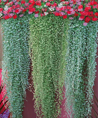 Купить Дихондра Силвер Фэлс F1 | Dichondra Silver Falls (10 семян) • Гавриш  (Россия) • элитные семена мини • в Агрошоп5 с доставкой по России • -11439