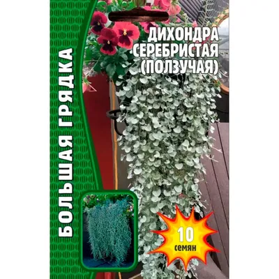 Дихондра Серебристый водопад /5шт/ Професійне насіння. - Yes!Огород — все  для сада и огорода