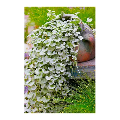 Семена Дихондра Серебристый водопад (5шт. а/ф Русский Огород) купить за 207  р. в садовом центре АСТ Медовое
