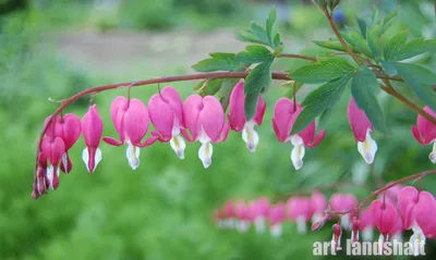 Дицентра великолепная \"Dicentra\" по цене от 500 купить в питомнике