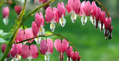 Дицентра (Dicentra): посадка и уход в открытом грунте, фото в ландшафте |  Plants, Garden
