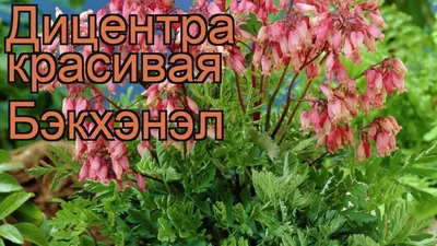 Дицентра великолепная Пинк С2 купить за 550 р. в садовом центре АСТ Медовое