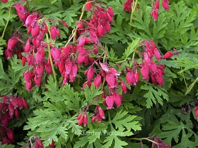 Дицентра красивая Бэкхэнэл (dicentra bekkanal) 🌿 обзор: как сажать,  саженцы дицентры Бэкхэнэл - YouTube