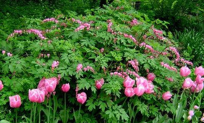 Дицентра великолепная (D. spectabilis) - «Дицентра великолепная (D.  spectabilis): Разбитое сердце в моем саду» | отзывы