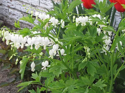 Дицентра великолепная Spring Gold — Купить саженцы в Екатеринбурге в  интернет-магазине питомника «Зеленый дом»
