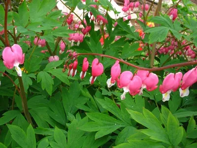 Дицентра красивая Аврора (Dicentra Aurora)*