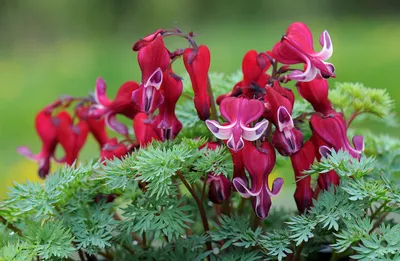 Купить Дицентра великолепная 'Альба' / Dicentra spectabilis 'Alba' в  Подмосковье в Сергиевом Посаде в питомнике АгроПАРК