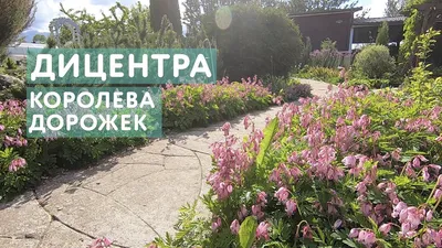 Дицентра с благодарностью отвечает на любовь и заботу