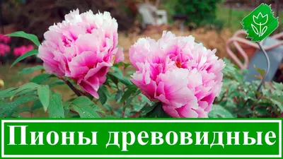 Король цветов - Журнал Хозяин