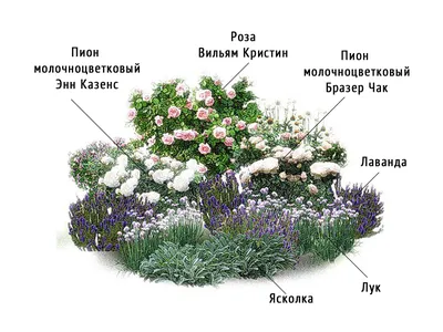 Пионы – посадка и уход. Цветы пионы — короли без капризов. — Зелен-Град
