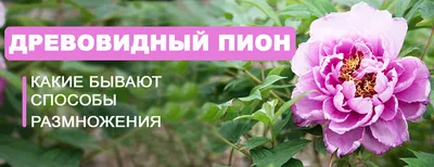 Пионы древовидные - Ботанический сад МГУ имени М.В.Ломоносова